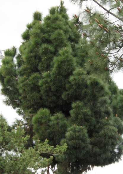 00B - Pine Tree.jpg