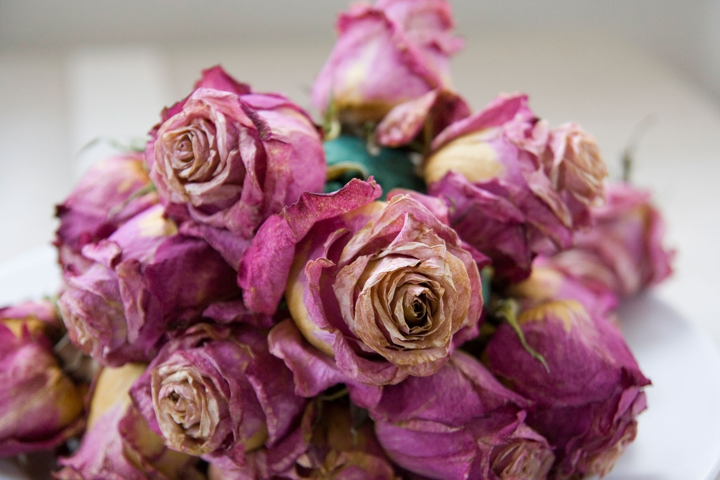 02-5-ways-to-preserve-flowers-silica-gel.jpg