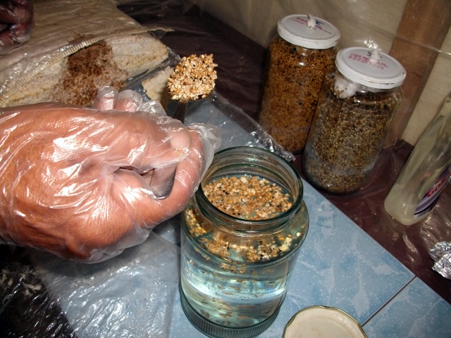 07Inoculation003.JPG