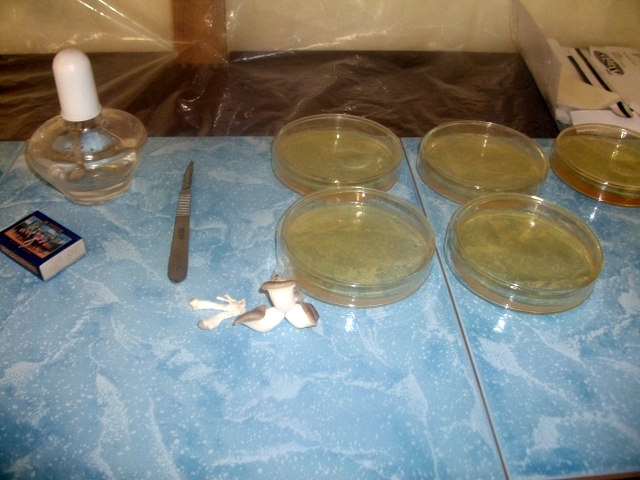 08Inoculation010.JPG