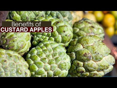 10 Amazing Health Benefits Of Custard Apples