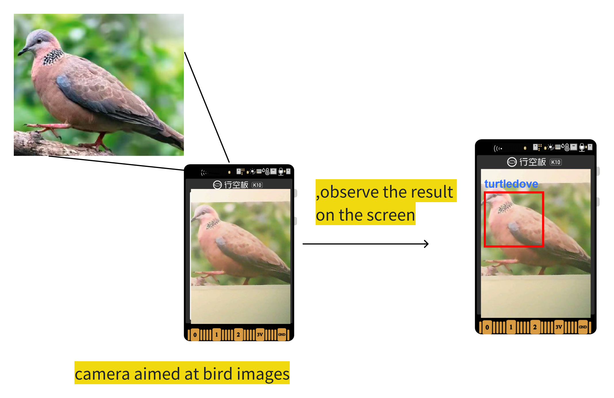 10-05-live-bird-detection.png