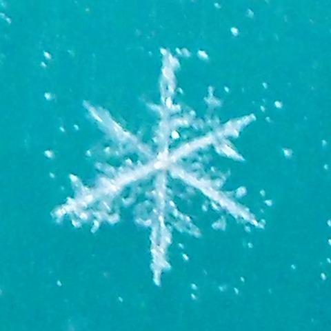 100_5036crop.JPG