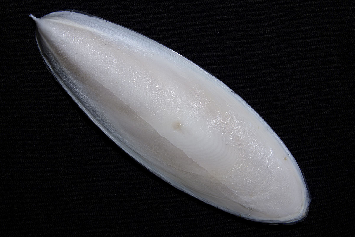1200px-Cuttlefish-Cuttlebone2.jpg
