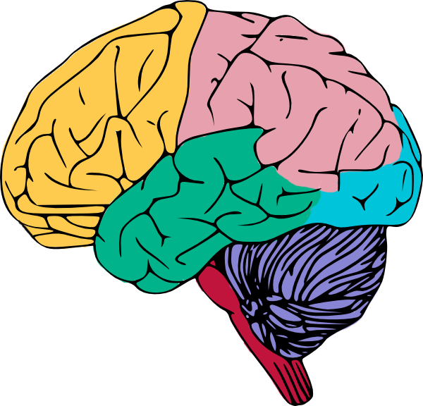 15-157036_free-colorful-brain-clip-art-clip-art-the.png