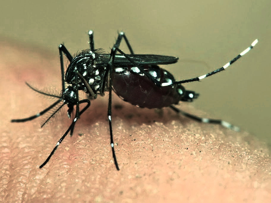1533318962_dengue_3.jpg