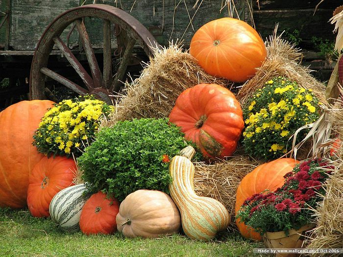 1ac9a92b8bd5c291fbe60a21876f0c47--pumpkin-display-fall-displays.jpg