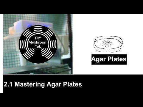 2.1 Mastering Agar Plates