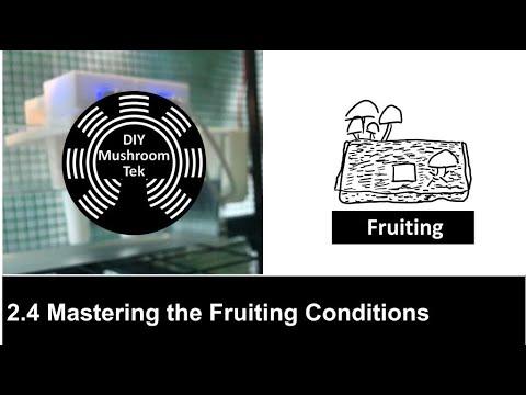 2.4 Mastering the Fruiting Conditions