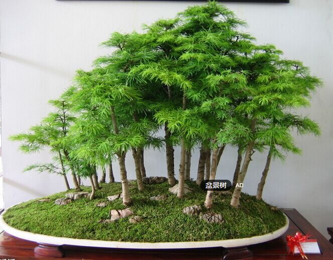 20-juniper-font-b-bonsai-b-font-font-b-tree-b-font-Seeds-potted-flowers-office.jpg