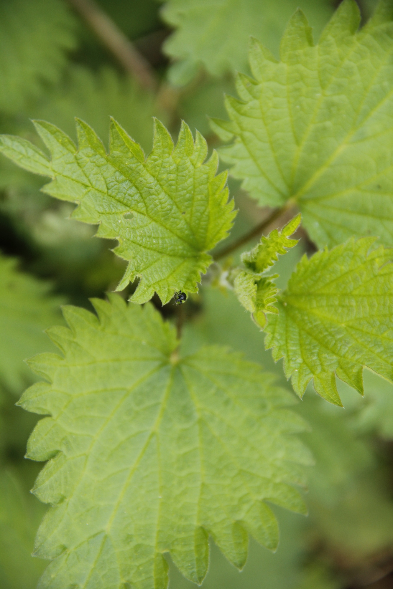 2014-05-08 Chapter 1 - What is a nettle and where to pick it (1).jpg