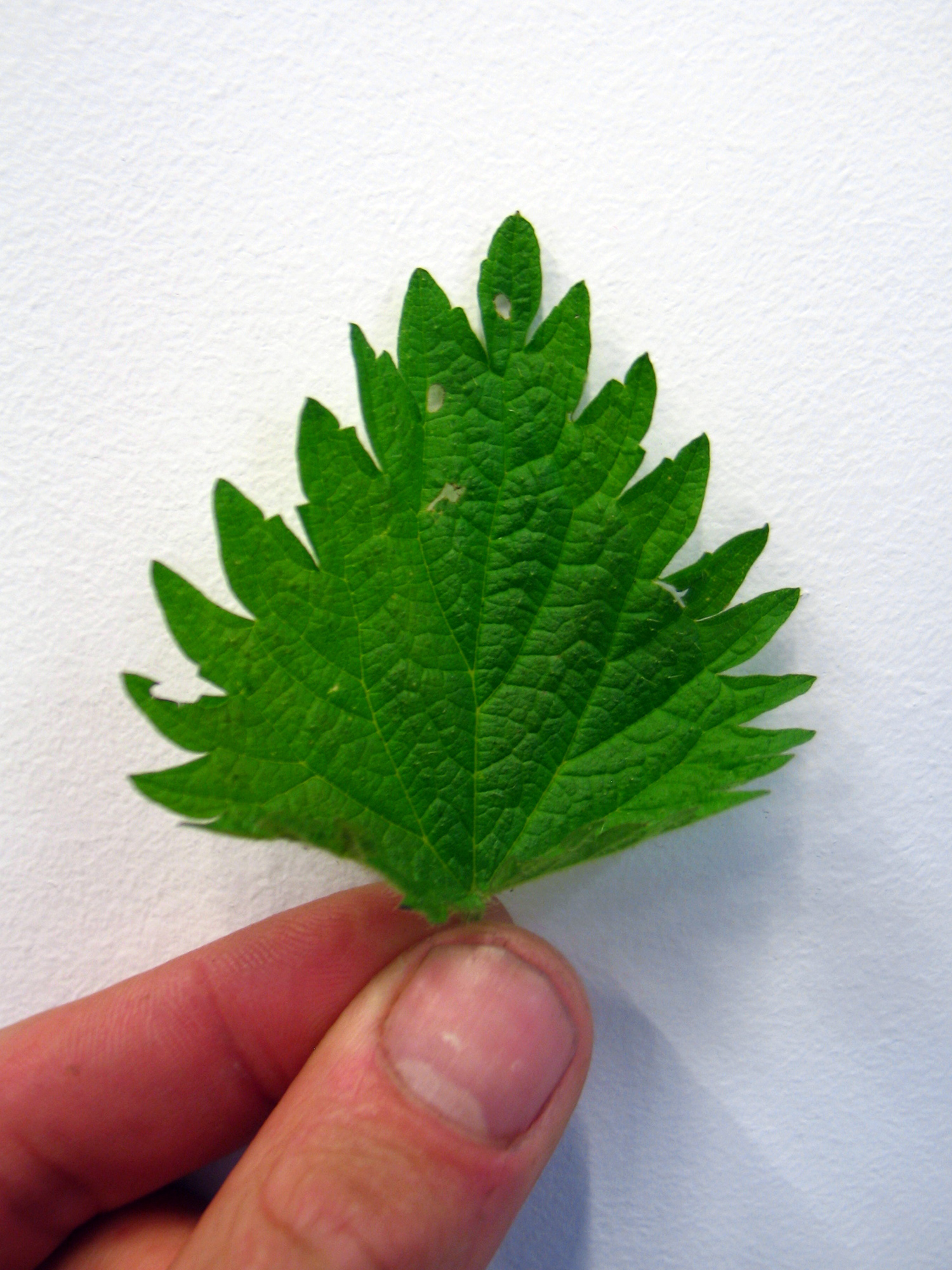 2014-05-08 Chapter 1 - What is a nettle and where to pick it (2).jpg