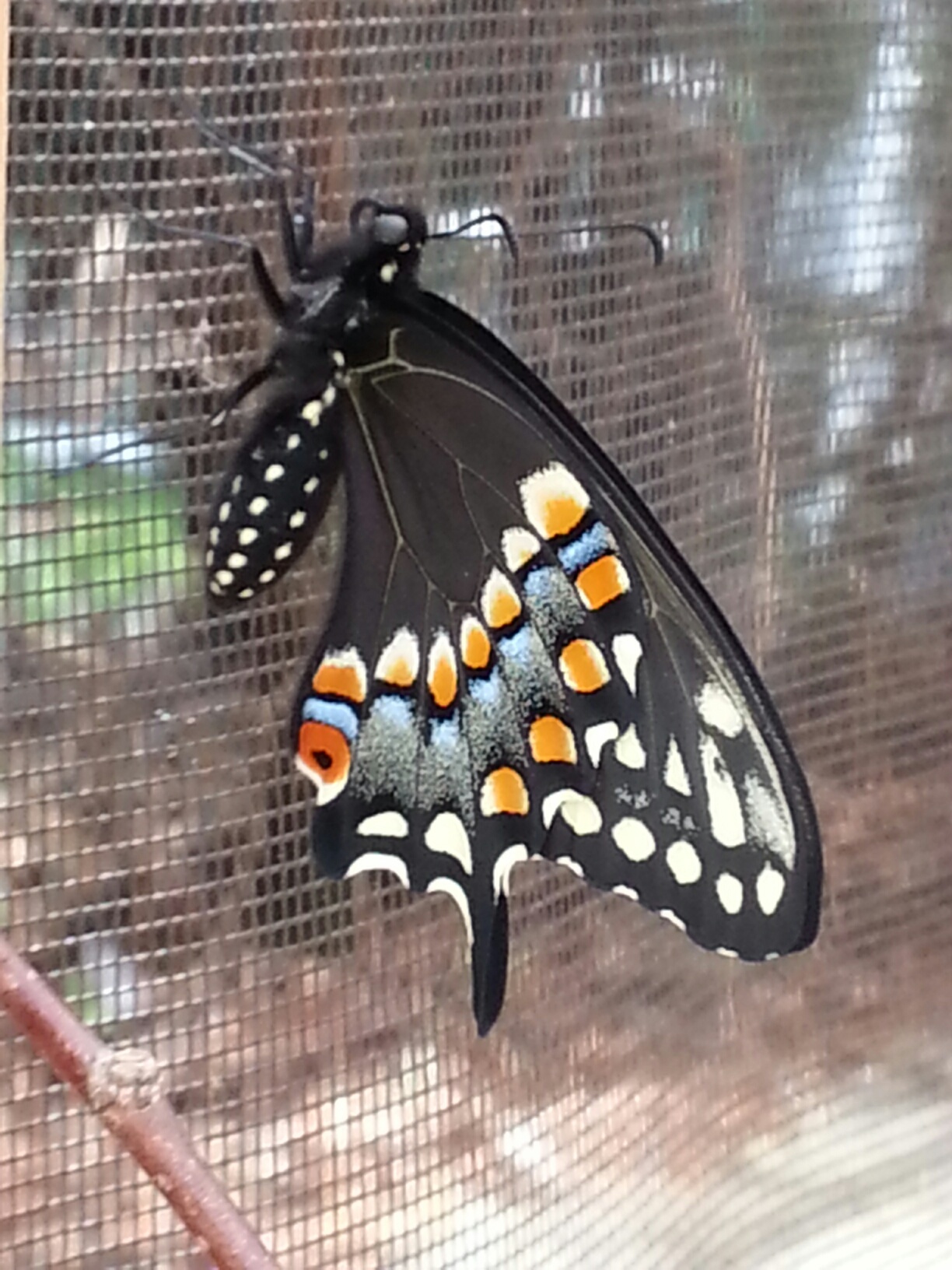 20140501_123303_resized.jpg