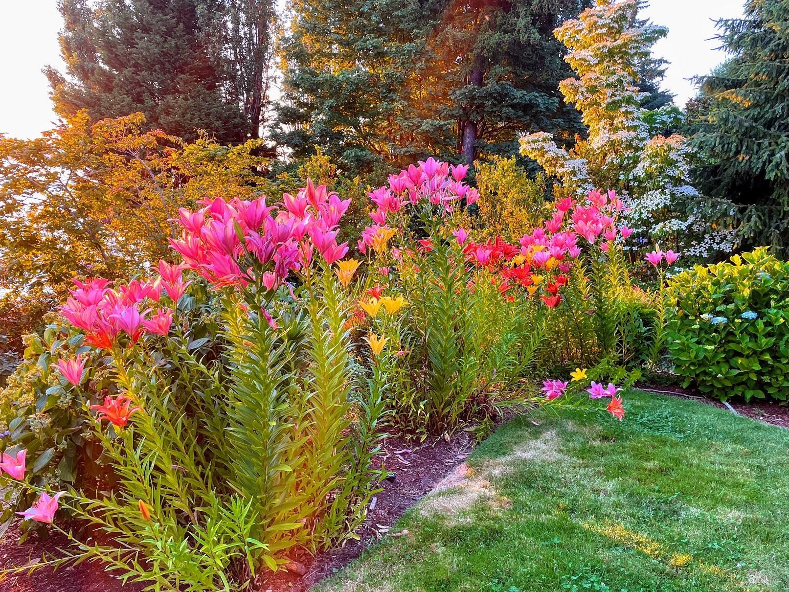 202106_3317_scene_lily (6).jpg