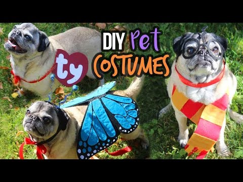 3 Cute Pet Costumes You Can Make! | BOOtorial U0001f383