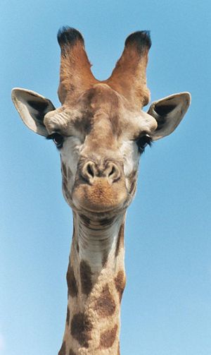 300px-Giraffe-closeup-head.jpg