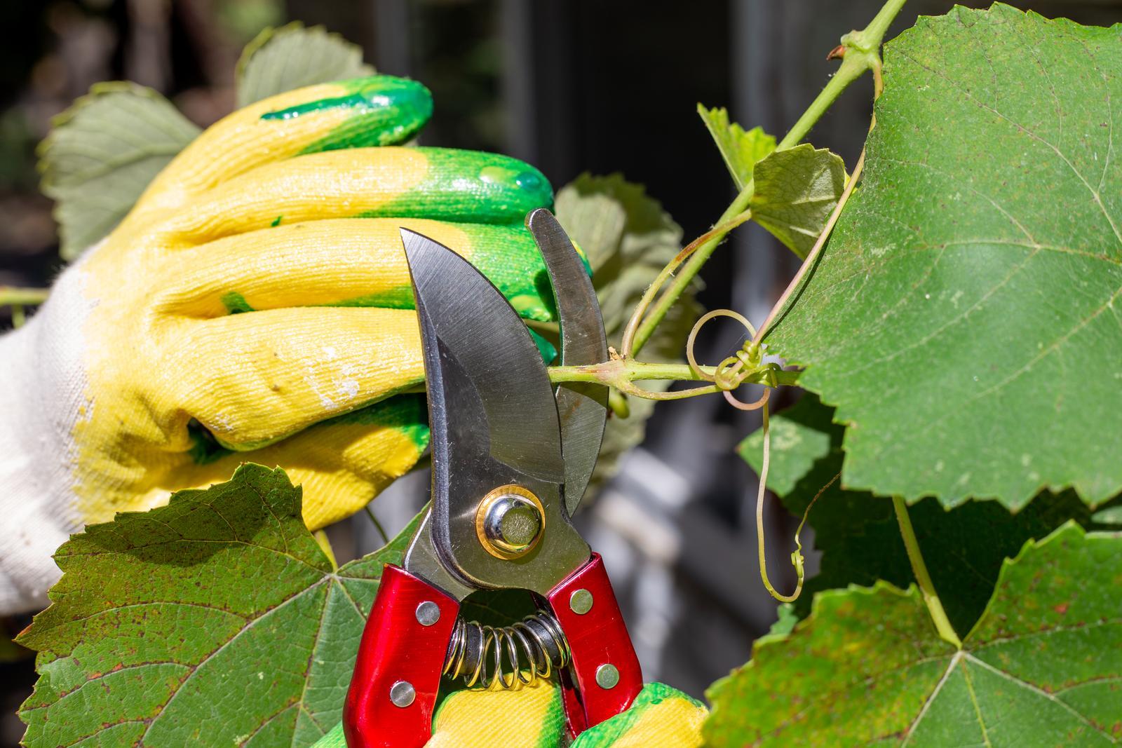 39497884_pruning-vines-with-pruning-shears-in-the-fall-plant-care-and-cultivation.jpg