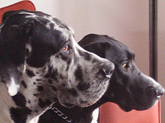 4182400638_a8fe1a688d_m.jpg