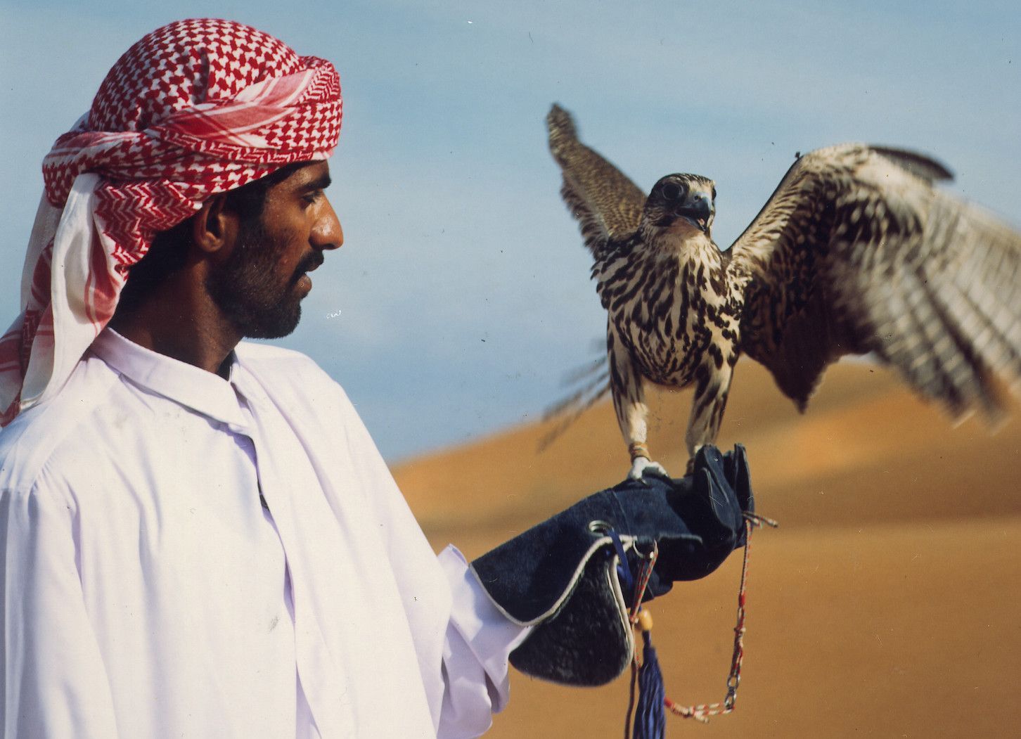 58214-falconry-dubai.jpg