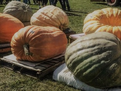 636103275310804846-giant-pumpkins-1.jpg