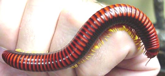 766MadagascarRedMillipede.jpg