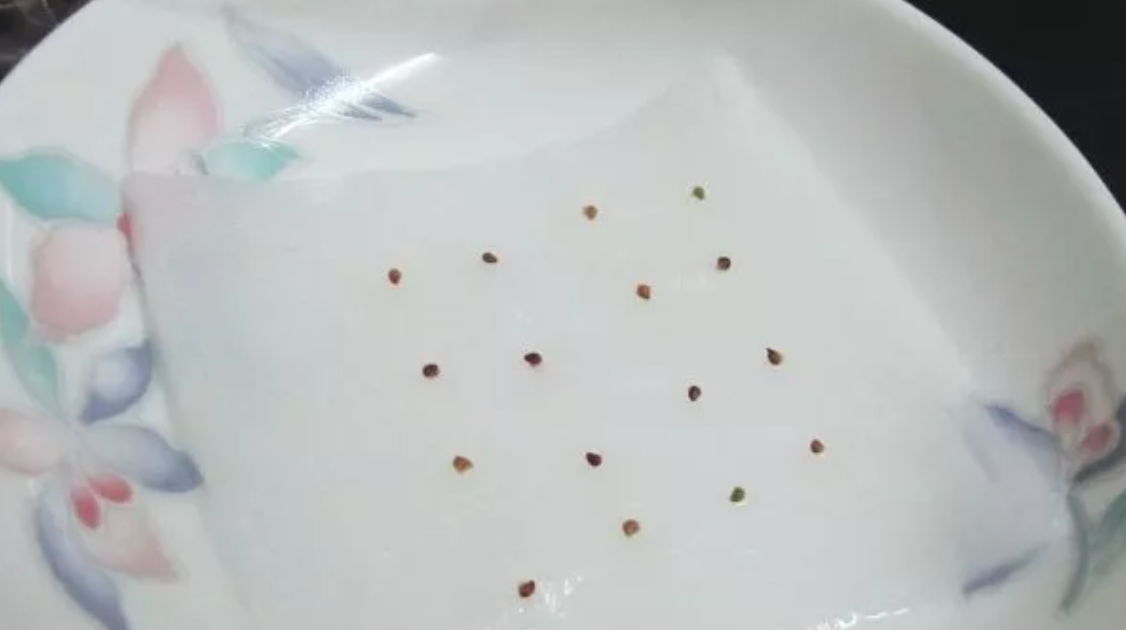Accelerating Seed Germination2.png