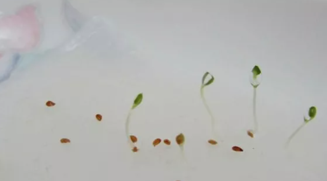 Accelerating Seed Germination3.png