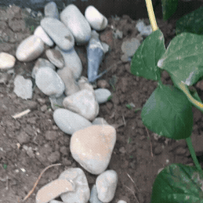 Adobe Express - Untitled 2026-08-03 23.23.00.gif