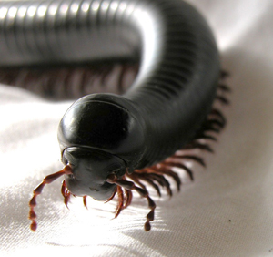 African-Millipede-Jason.jpg