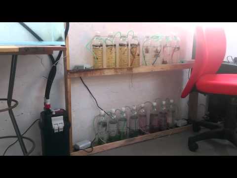 Algae Bioreactor, one week later