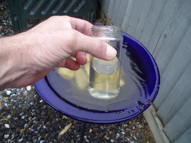 Algae Culture Sample.JPG