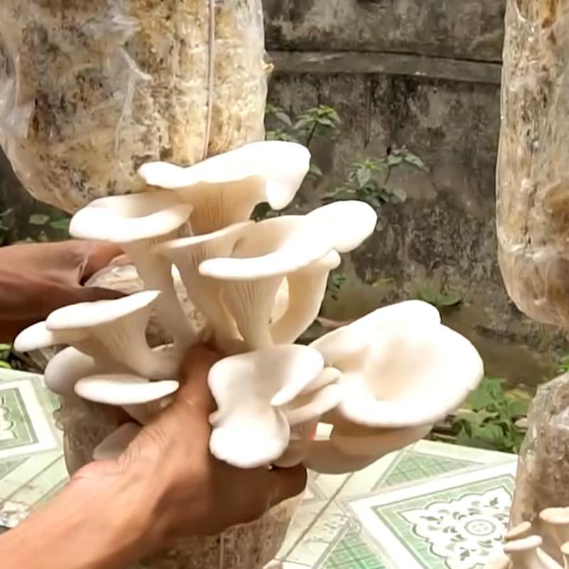 Amazing Tips for Growing Mushrooms at home  #GrowingMushrooms.00_03_29_21.Still106.jpg