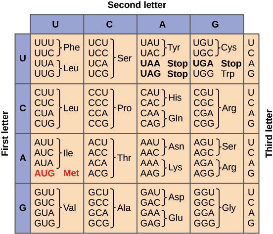 Amino Graph.png
