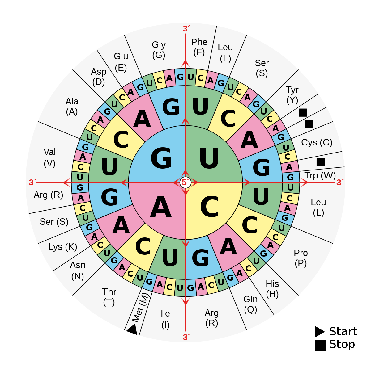 Aminoacids_table.svg.png