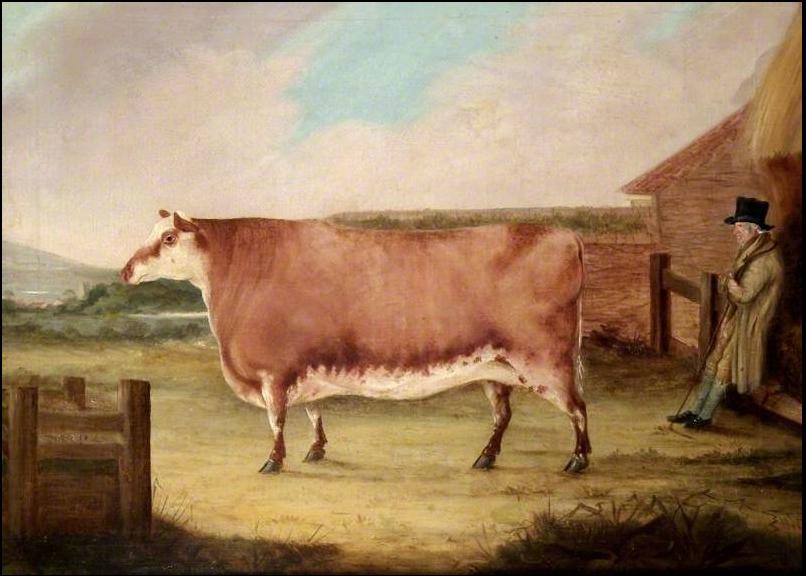 Anon-Polled-heifer-no-date-Museum-of-Eng-Rural-Life-Reading.jpg