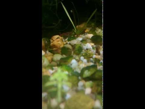 Aquarium Red Cherry Shrimp