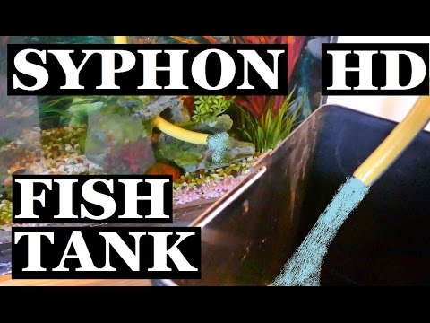 Aquarium siphoning water to empty a fish tank with a syphon