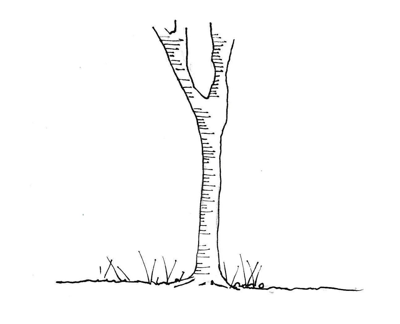 Arbol.png