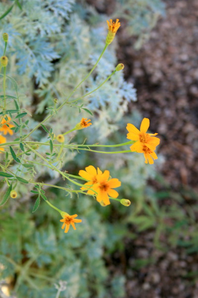 ArtemesiaandCanyonDaisy.jpg