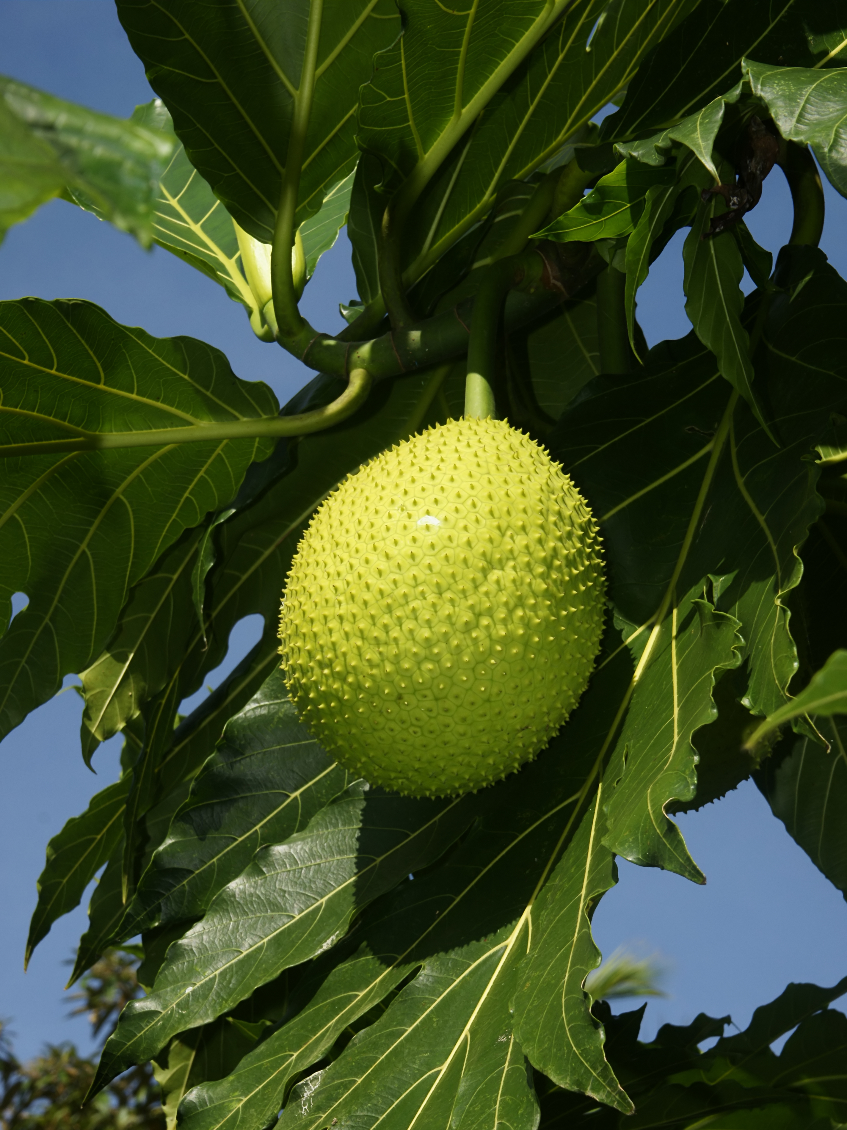 Artocarpus_altilis_(fruit).jpg