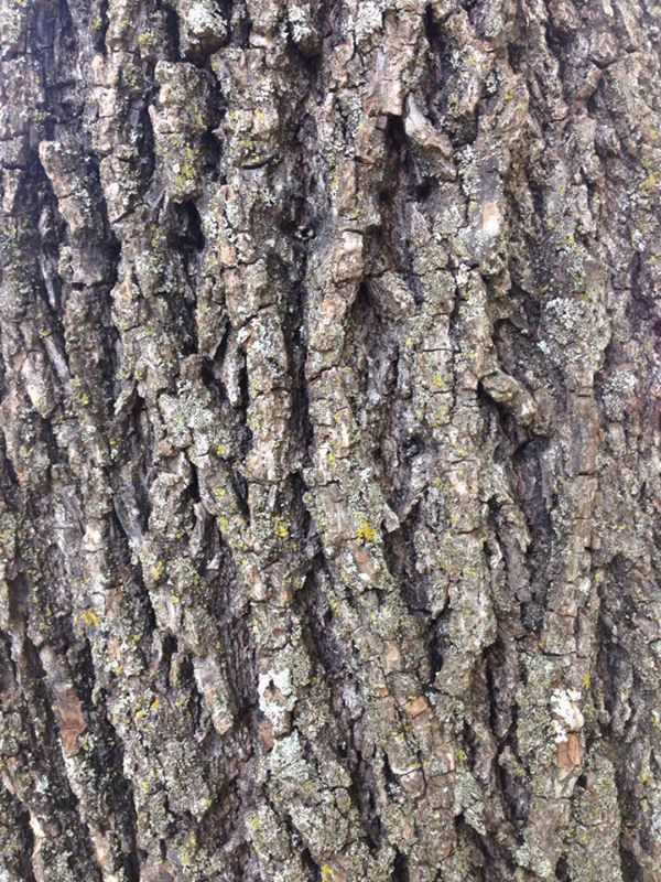 BARK.jpg