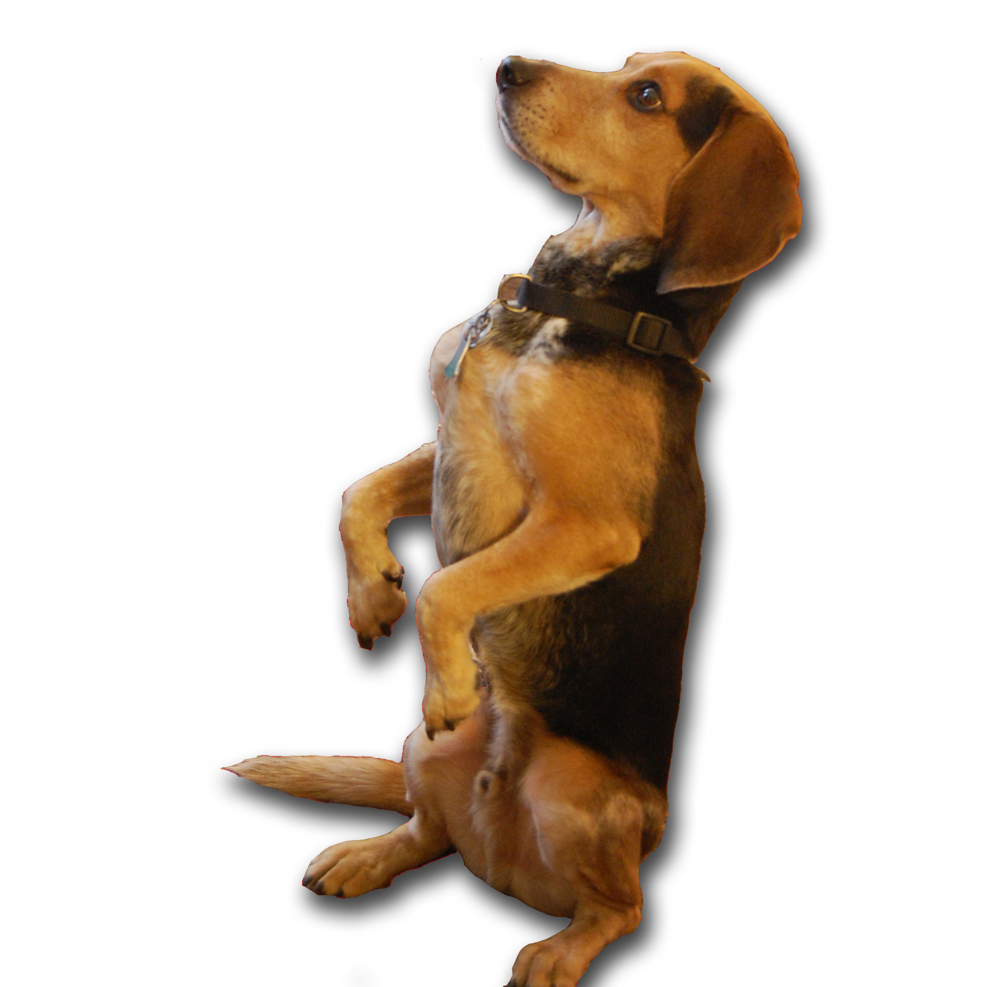 Bacchus belly.jpg