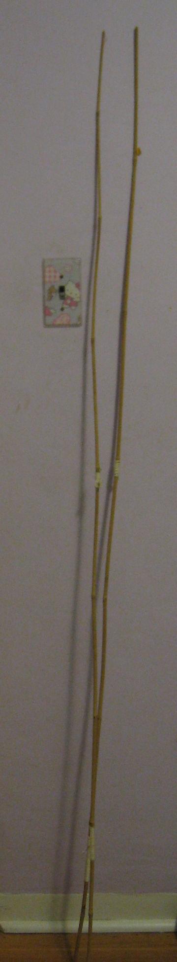BambooStraight.JPG