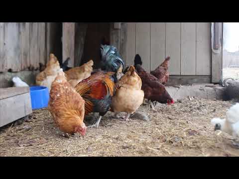 Barn Critters