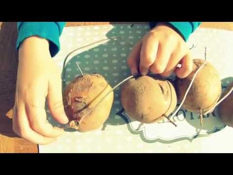 Battery from potatoes - how to generate electricity from vegetables (bonus: steel wool fireworks)