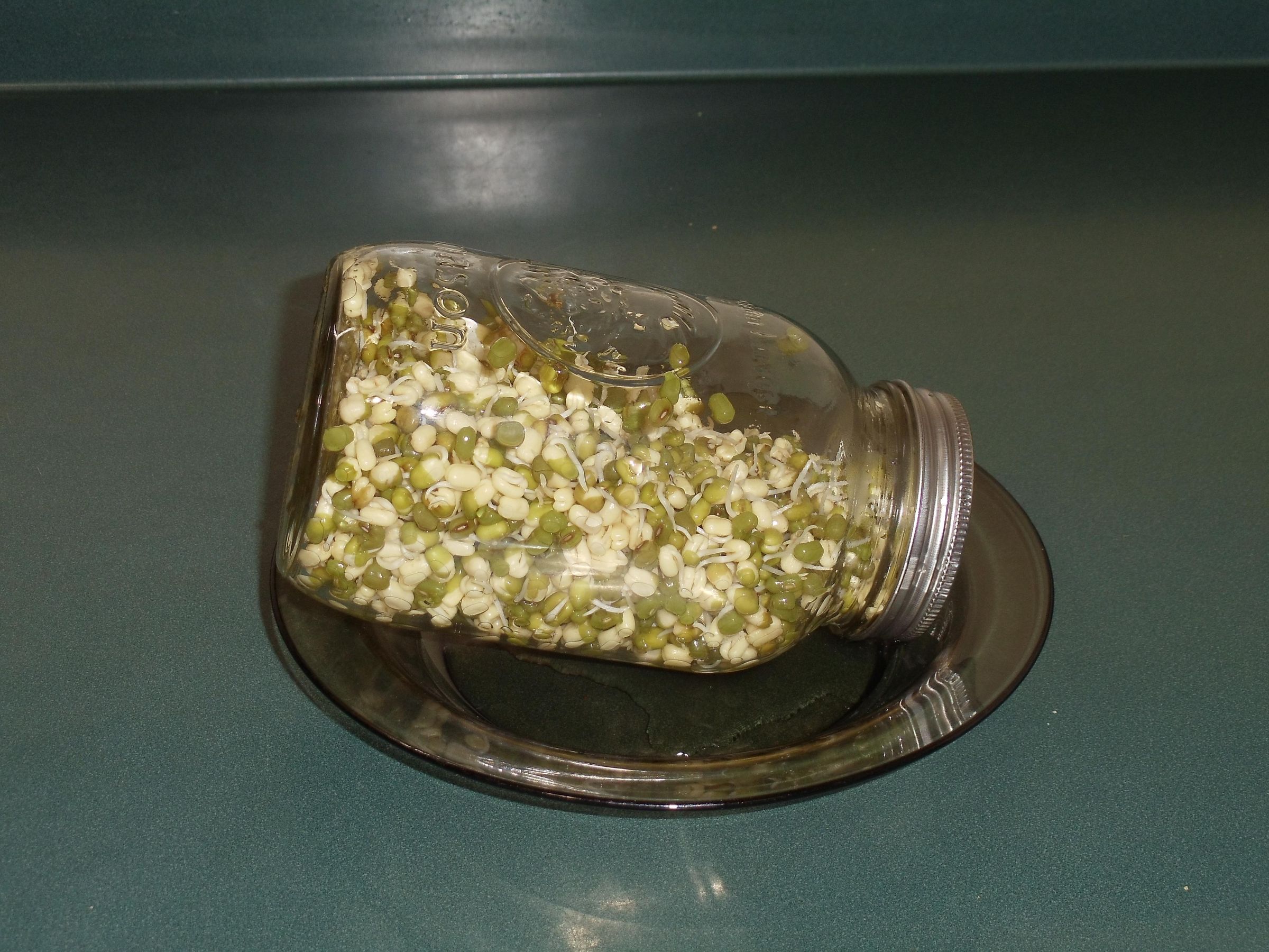 Bean Sprouts 7.JPG