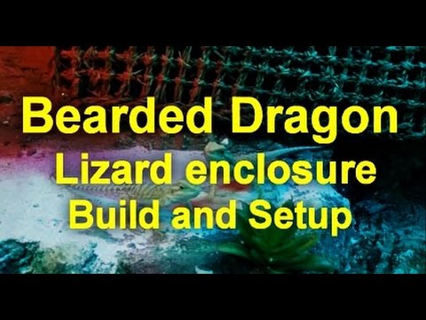 Bearded Dragon lizard enclosure setup and build