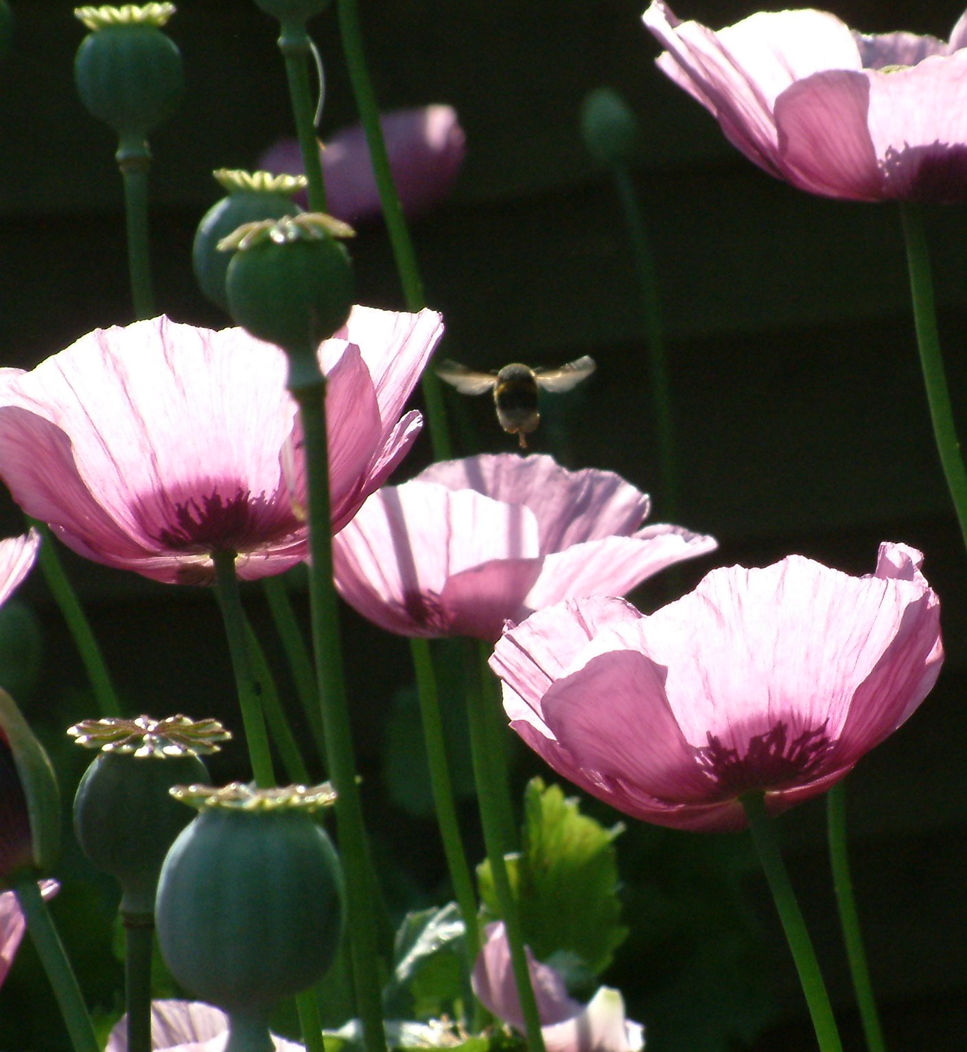 Bee on poppies.JPG