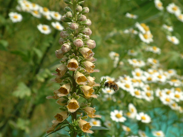 Bee on rusty foxgloves.jpg