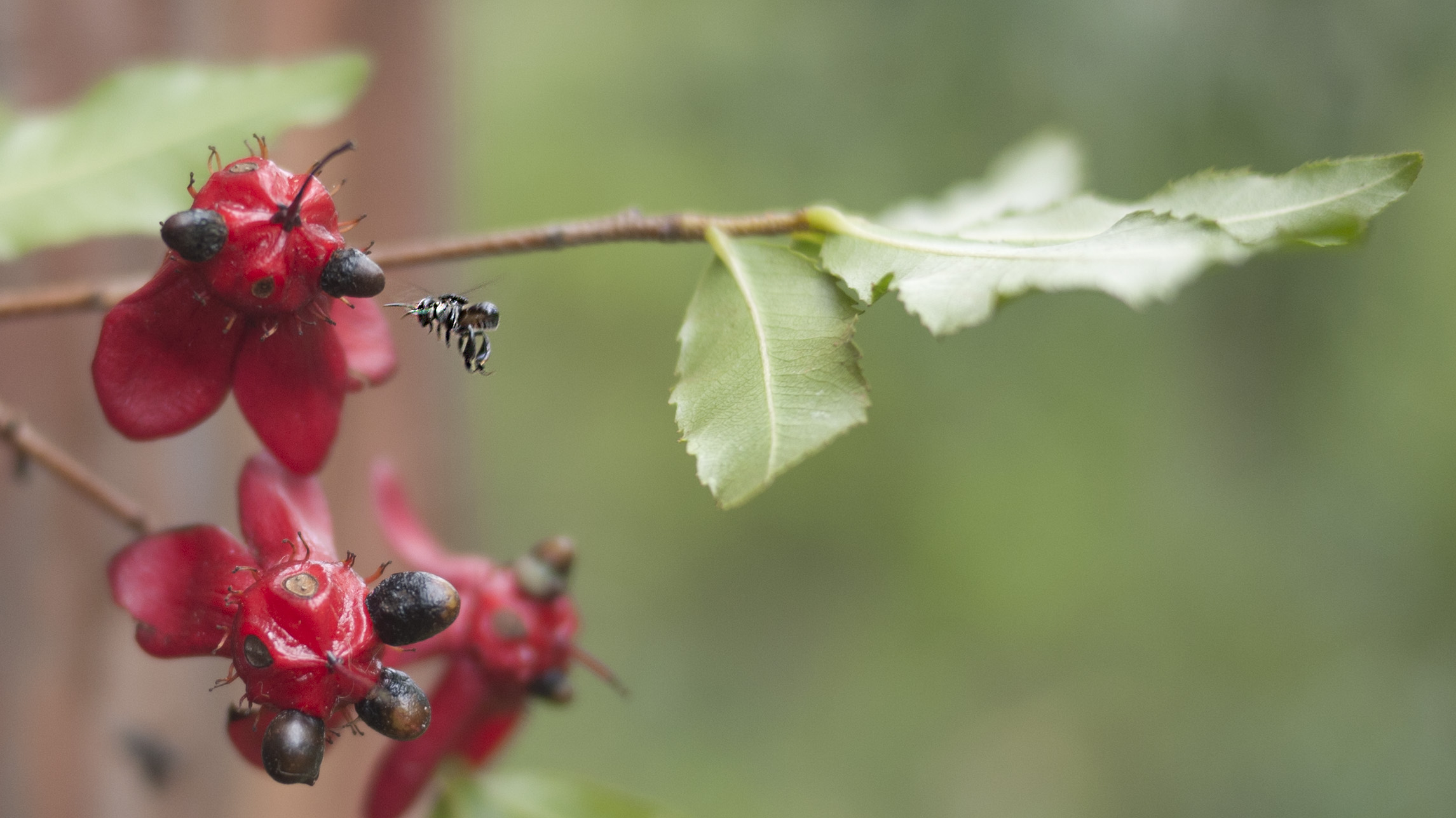 Bee11.jpg
